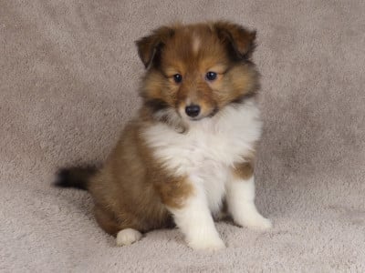 Les chiots de Shetland Sheepdog