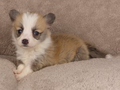 Les chiots de Welsh Corgi Pembroke