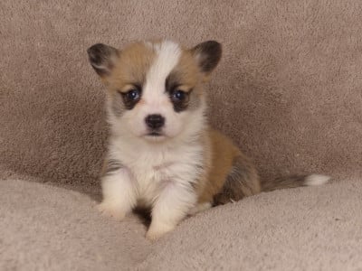 Madame Abricot - Welsh Corgi Pembroke