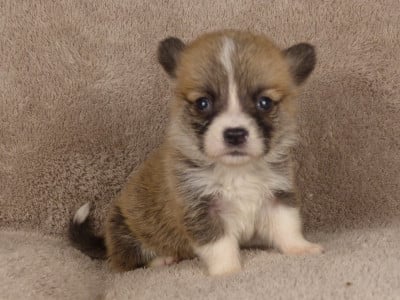 Madame Acajou - Welsh Corgi Pembroke