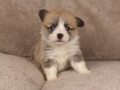 Welsh Corgi Pembroke