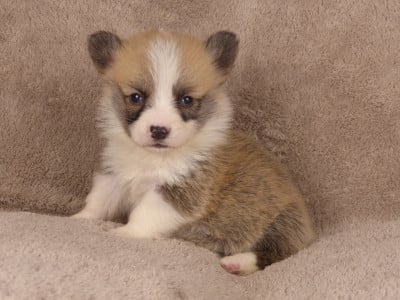 Monsieur Alezan - Welsh Corgi Pembroke