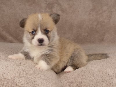 Monsieur Amarante - Welsh Corgi Pembroke