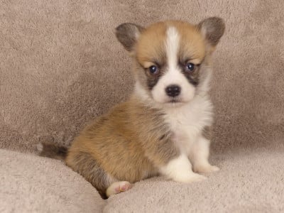 Monsieur Améthyste - Welsh Corgi Pembroke
