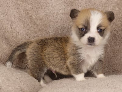 Monsieur Anthracite - Welsh Corgi Pembroke