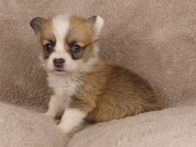 Monsieur Azur - Welsh Corgi Pembroke