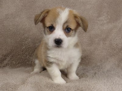 Les chiots de Welsh Corgi Pembroke