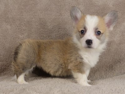 Les chiots de Welsh Corgi Pembroke