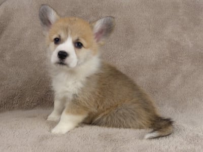 Les chiots de Welsh Corgi Pembroke