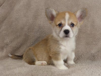 Les chiots de Welsh Corgi Pembroke