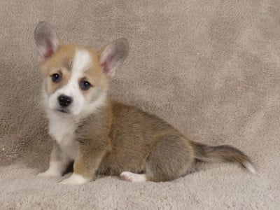 Les chiots de Welsh Corgi Pembroke