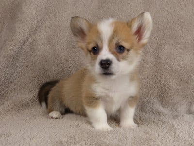 Les chiots de Welsh Corgi Pembroke