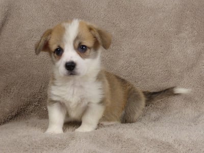 Les chiots de Welsh Corgi Pembroke