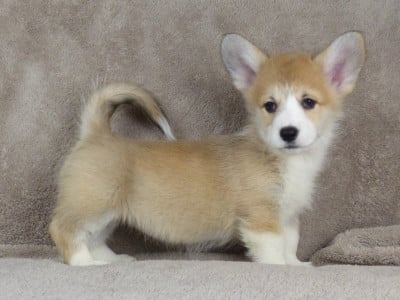 Les chiots de Welsh Corgi Pembroke