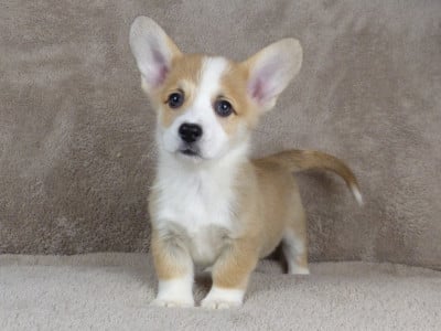 Les chiots de Welsh Corgi Pembroke
