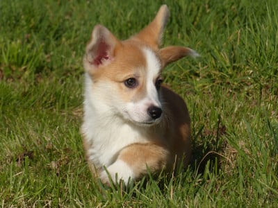 Les chiots de Welsh Corgi Pembroke