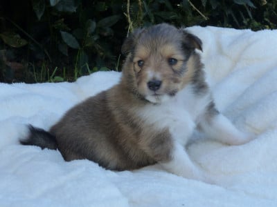 Les chiots de Shetland Sheepdog