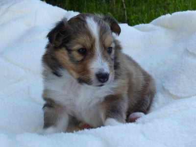Les chiots de Shetland Sheepdog