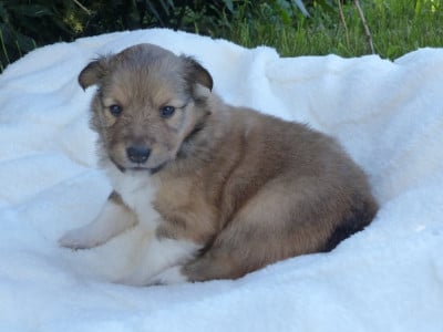 Les chiots de Shetland Sheepdog