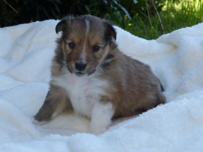 Les chiots de Shetland Sheepdog