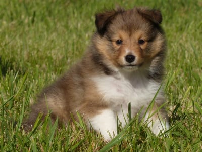 Les chiots de Shetland Sheepdog