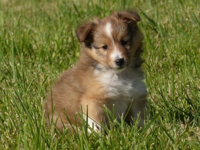 Les chiots de Shetland Sheepdog