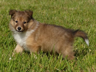 Les chiots de Shetland Sheepdog