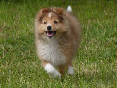 Shetland Sheepdog