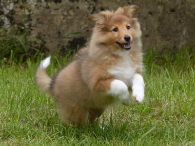 Les chiots de Shetland Sheepdog