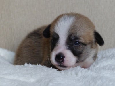 Les chiots de Welsh Corgi Pembroke
