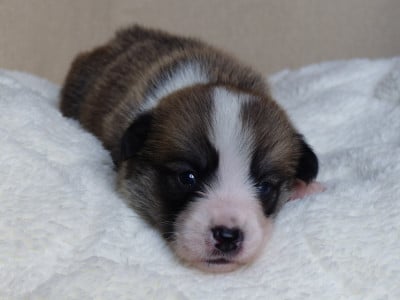 Les chiots de Welsh Corgi Pembroke
