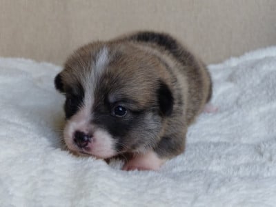Les chiots de Welsh Corgi Pembroke
