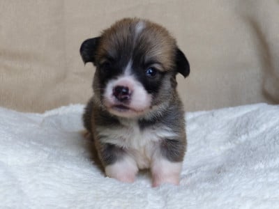 Les chiots de Welsh Corgi Pembroke