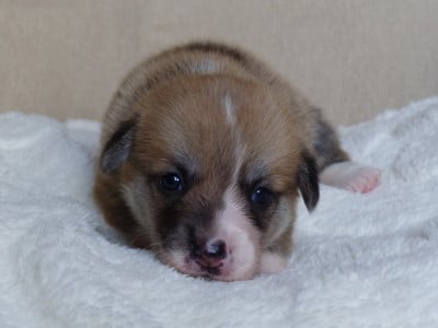 Les chiots de Welsh Corgi Pembroke
