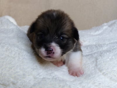 Les chiots de Welsh Corgi Pembroke