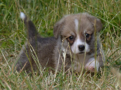 Les chiots de Welsh Corgi Pembroke
