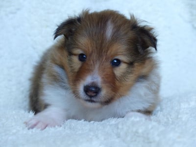 Les chiots de Shetland Sheepdog