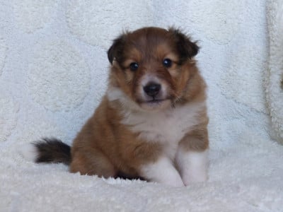 Les chiots de Shetland Sheepdog