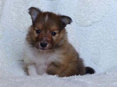 Les chiots de Shetland Sheepdog