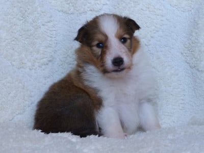 Les chiots de Shetland Sheepdog