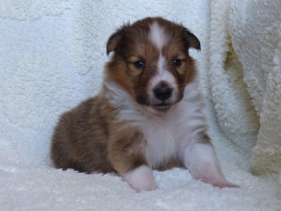 Les chiots de Shetland Sheepdog