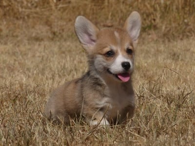 Les chiots de Welsh Corgi Pembroke