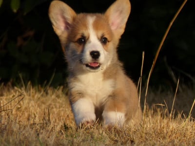 Les chiots de Welsh Corgi Pembroke