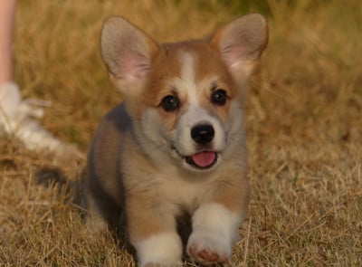 Les chiots de Welsh Corgi Pembroke