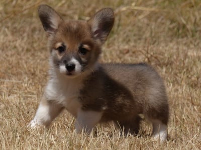 Les chiots de Welsh Corgi Pembroke