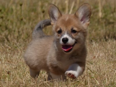 Les chiots de Welsh Corgi Pembroke