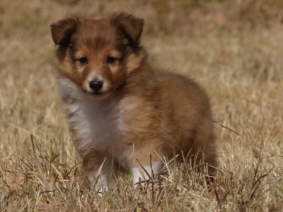 Les chiots de Shetland Sheepdog
