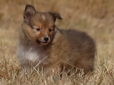 Les chiots de Shetland Sheepdog