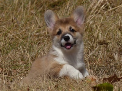 Les chiots de Welsh Corgi Pembroke
