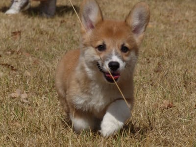 Les chiots de Welsh Corgi Pembroke